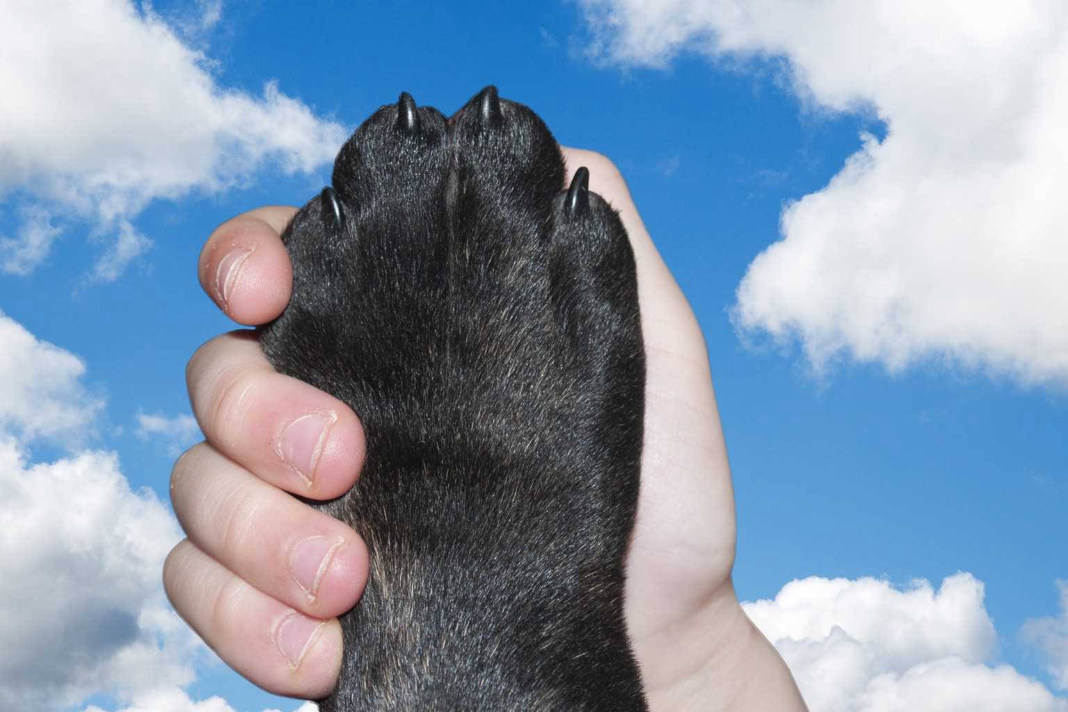 Reiki Healing for Pets