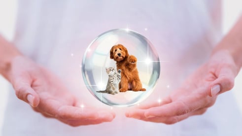 Reiki Healing for Pets