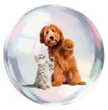 Energy healing for pets and other animals