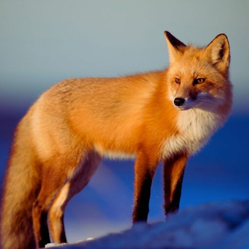a fox whose spirit means adaptability