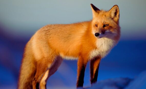 a fox whose spirit means adaptability