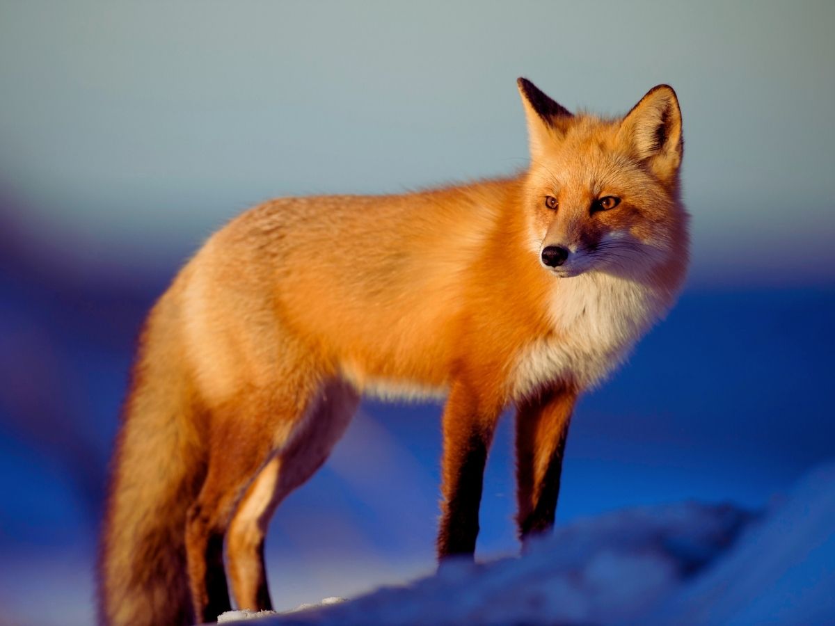 a fox whose spirit means adaptability