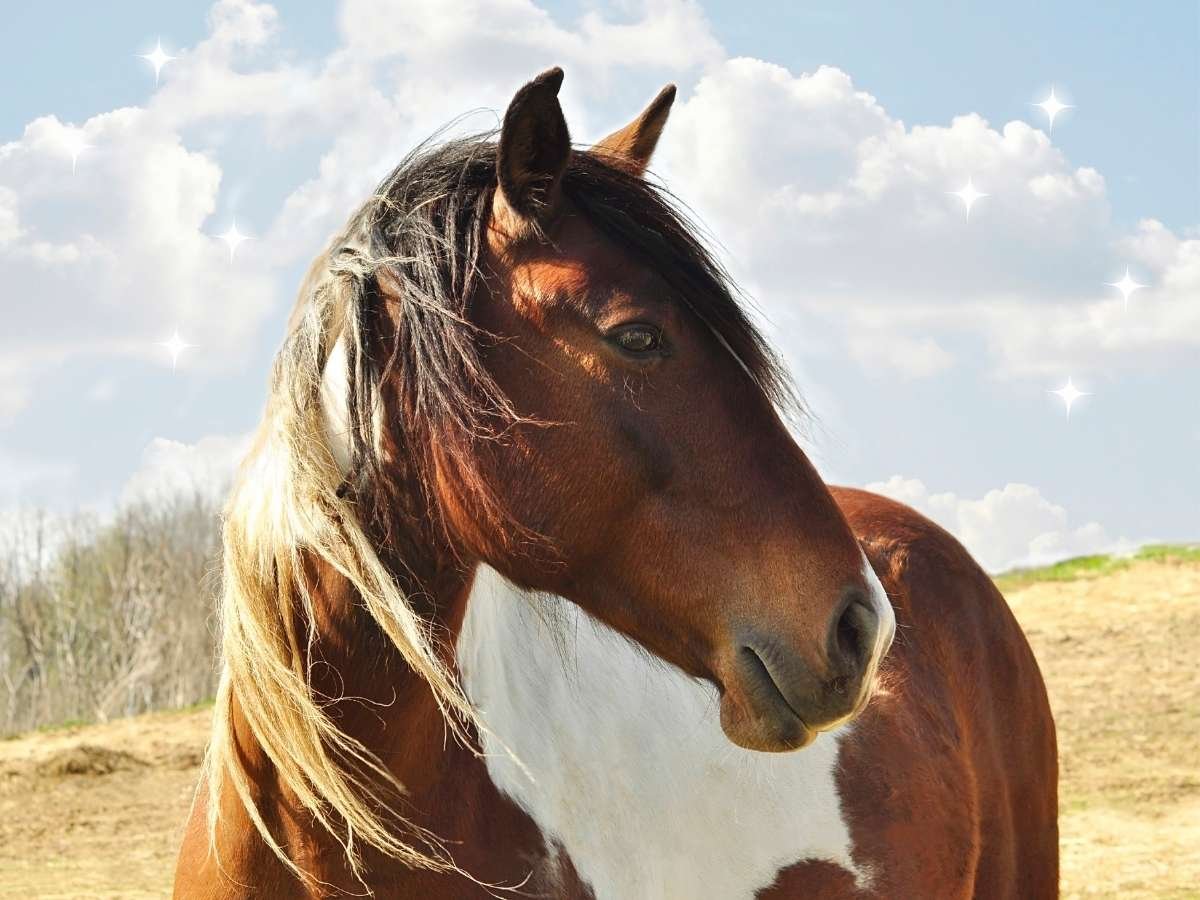 distance horse healing