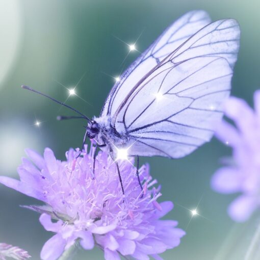 How spirit guides communicate with us e.g., using the symbol of a butterfly