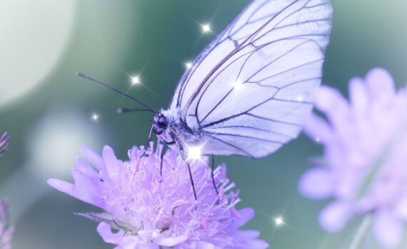 How spirit guides communicate with us e.g., using the symbol of a butterfly