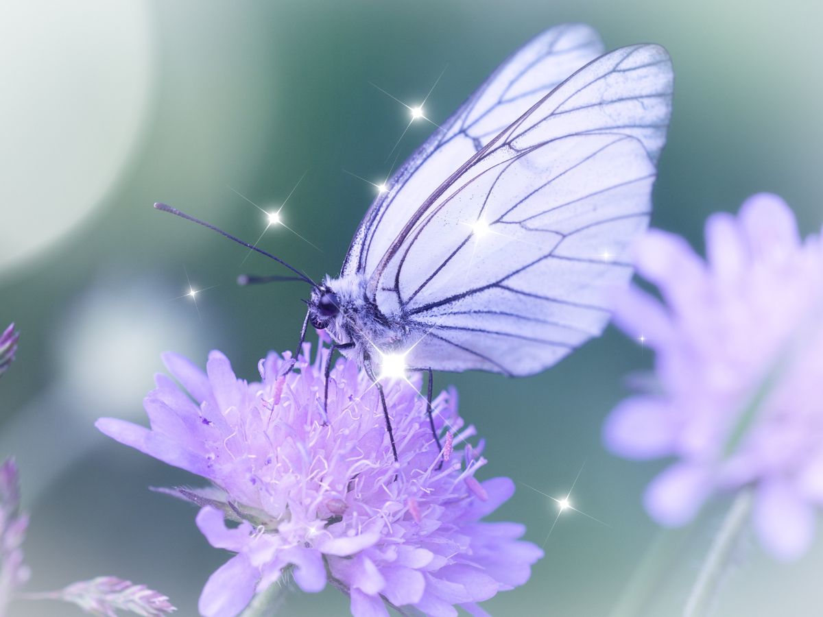 How spirit guides communicate with us e.g., using the symbol of a butterfly