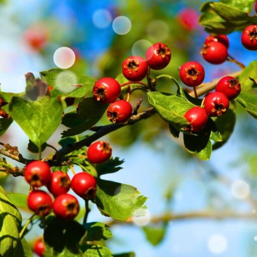 hawthorn tree healing