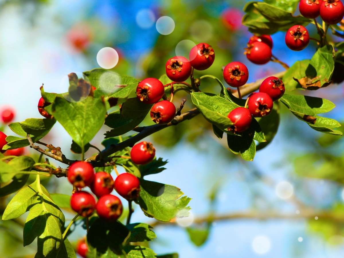 hawthorn tree healing