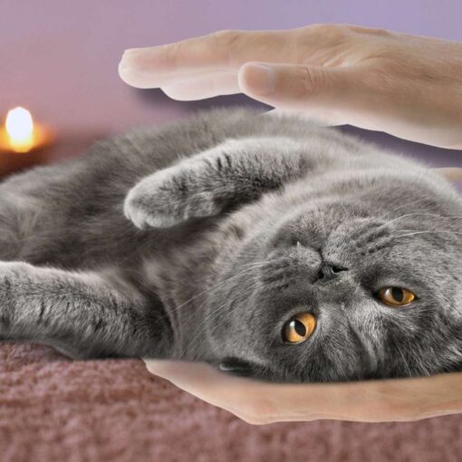 Steve's energy healing for cats is featured in Global Pet Foods newsletter