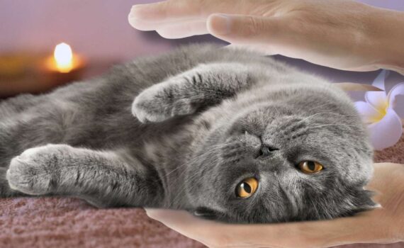 Steve's energy healing for cats is featured in Global Pet Foods newsletter