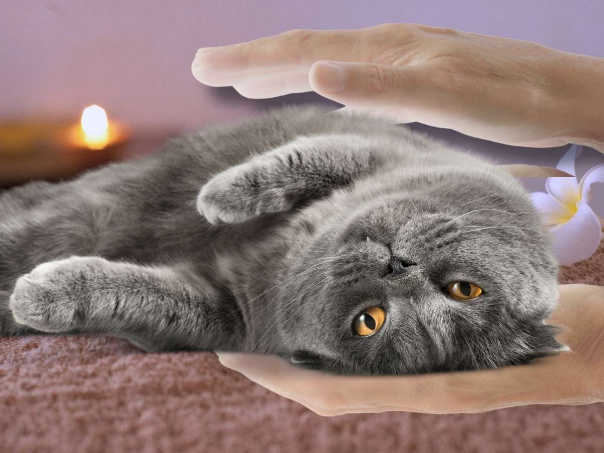 Steve's energy healing for cats is featured in Global Pet Foods newsletter