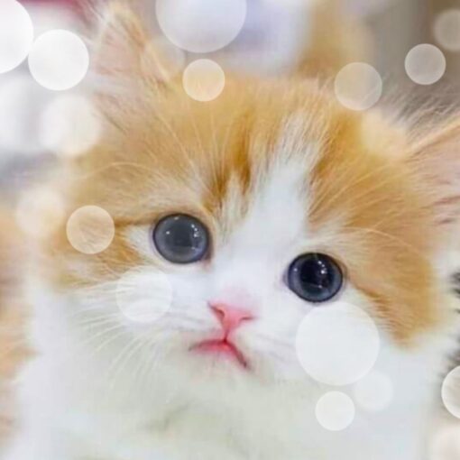 animal ascension symptoms