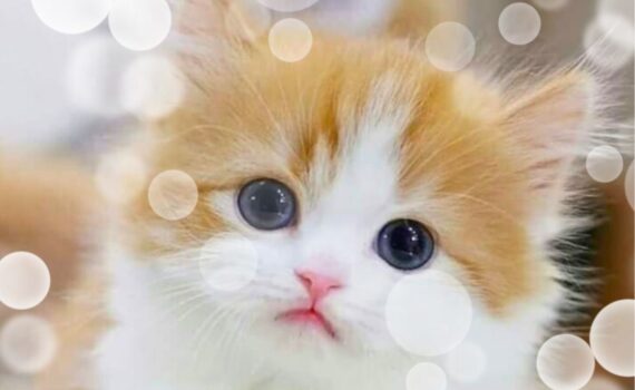 animal ascension symptoms