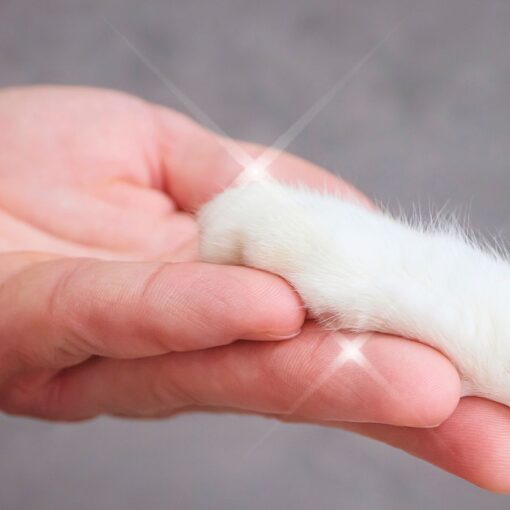 how to heal your pet