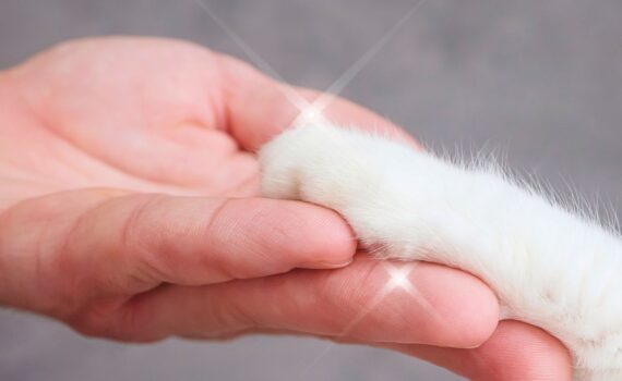 how to heal your pet