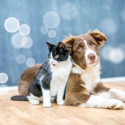 helping animals cope with stress