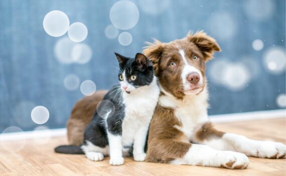 helping animals cope with stress