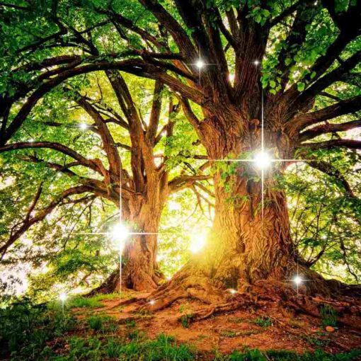 tree energy healing for grounding