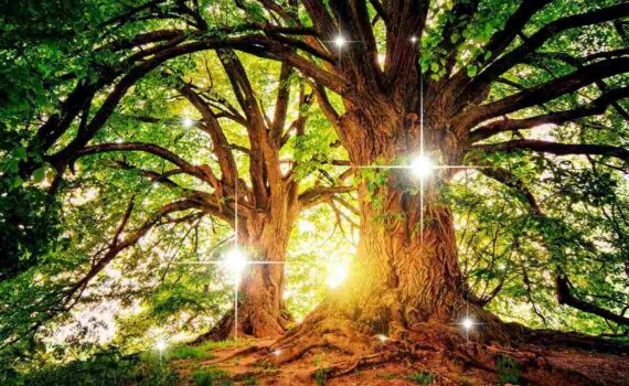 tree energy healing for grounding