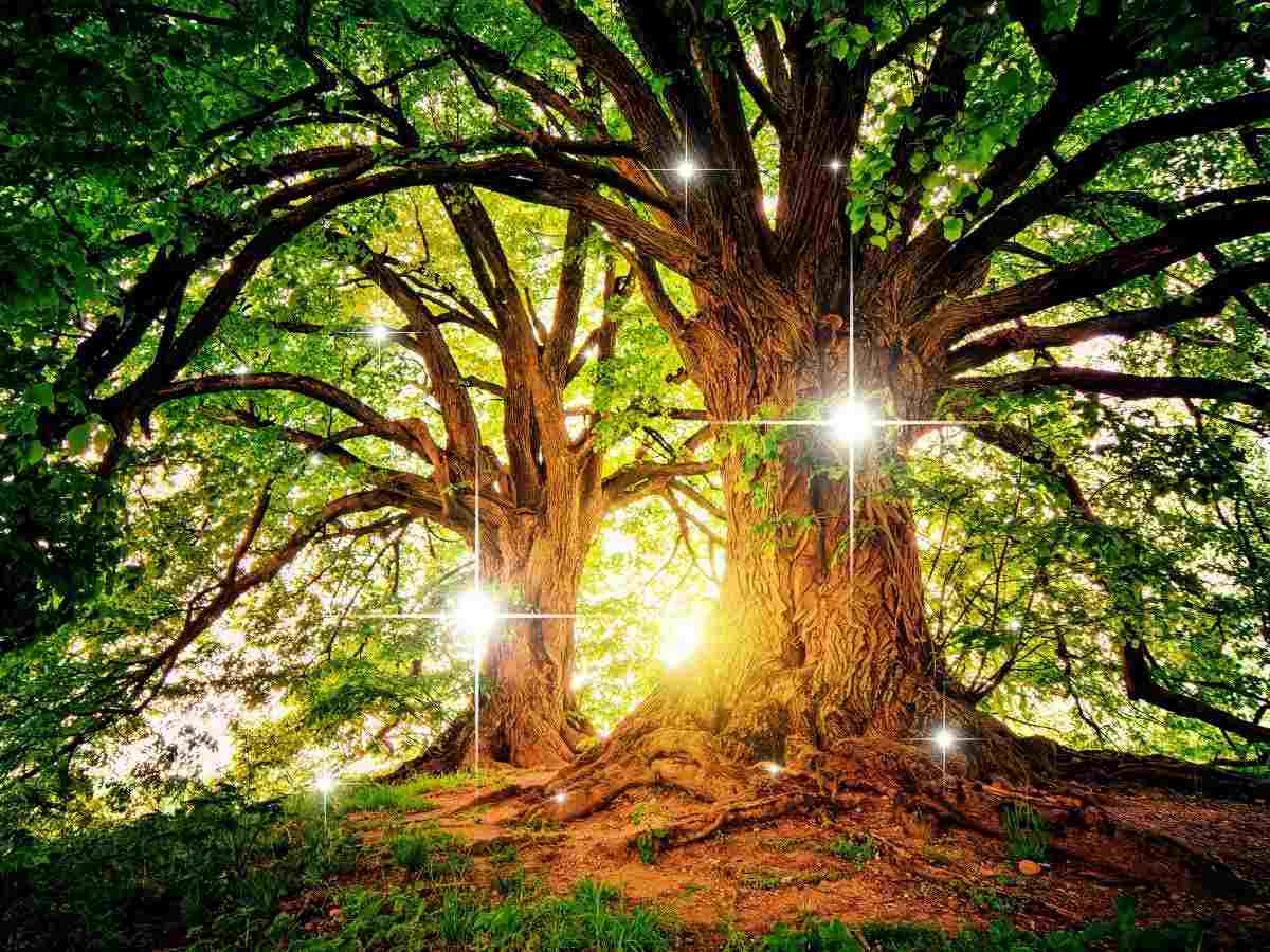 tree energy healing for grounding